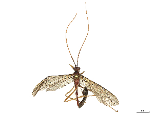  (Enicospilus nigristigma - CBG-B00182-B01)  @11 [ ] CreativeCommons - Attribution Share - Alike (2025) CBG Photography Group Centre for Biodiversity Genomics