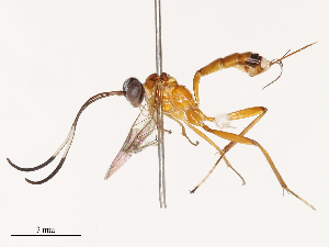  (Colaulus - CBG-B00193-A06)  @11 [ ] CreativeCommons - Attribution Share - Alike (2025) CBG Photography Group Centre for Biodiversity Genomics