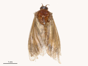  ( - CBG-B00193-C03)  @11 [ ] CreativeCommons - Attribution Share - Alike (2025) CBG Photography Group Centre for Biodiversity Genomics