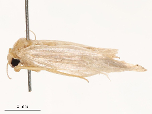  ( - CBG-B00193-F09)  @11 [ ] CreativeCommons - Attribution Share - Alike (2025) CBG Photography Group Centre for Biodiversity Genomics