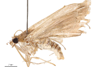  ( - CBG-B00196-C11)  @11 [ ] CreativeCommons - Attribution Share - Alike (2025) CBG Photography Group Centre for Biodiversity Genomics