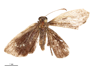  ( - CBG-B00196-E06)  @11 [ ] CreativeCommons - Attribution Share - Alike (2025) CBG Photography Group Centre for Biodiversity Genomics