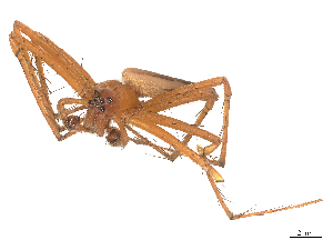  ( - CBG-B00196-H11)  @11 [ ] CreativeCommons - Attribution Share - Alike (2025) CBG Photography Group Centre for Biodiversity Genomics