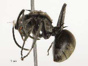  ( - CBG-B01796-A01)  @11 [ ] CreativeCommons - Attribution Share - Alike (2025) CBG Photography Group Centre for Biodiversity Genomics