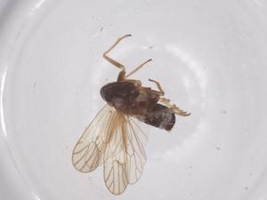  ( - CBG-B01827-G10)  @11 [ ] CreativeCommons - Attribution Share - Alike (2025) Centre for Biodiversity Genomics Centre for Biodiversity Genomics