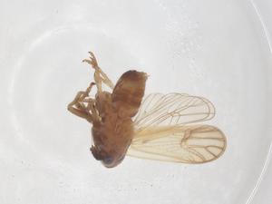  ( - CBG-B01843-A11)  @11 [ ] CreativeCommons - Attribution Share - Alike (2025) Centre for Biodiversity Genomics Centre for Biodiversity Genomics