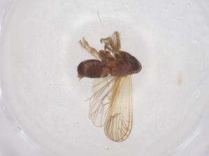  ( - CBG-B01843-D10)  @11 [ ] CreativeCommons - Attribution Share - Alike (2025) Centre for Biodiversity Genomics Centre for Biodiversity Genomics