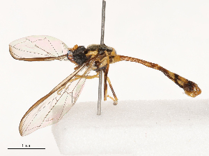  ( - CBG-B04685-B08)  @11 [ ] CreativeCommons - Attribution Share - Alike (2025) CBG Photography Group Centre for Biodiversity Genomics