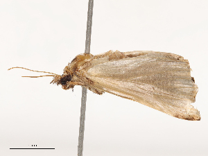  ( - CBG-B04685-C10)  @11 [ ] CreativeCommons - Attribution Share - Alike (2025) CBG Photography Group Centre for Biodiversity Genomics