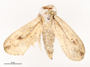  ( - CBG-B04685-C12)  @11 [ ] CreativeCommons - Attribution Share - Alike (2025) CBG Photography Group Centre for Biodiversity Genomics