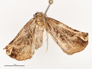  ( - CBG-B04781-A06)  @11 [ ] CreativeCommons - Attribution Share - Alike (2025) CBG Photography Group Centre for Biodiversity Genomics