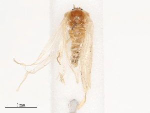  ( - CBG-B04781-B03)  @11 [ ] CreativeCommons - Attribution Share - Alike (2025) CBG Photography Group Centre for Biodiversity Genomics