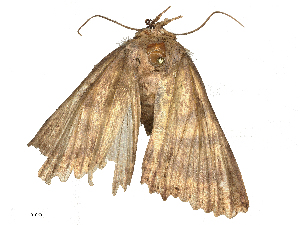  (Sypna ochreicilia - CBG-B04781-C05)  @11 [ ] CreativeCommons - Attribution Share - Alike (2025) CBG Photography Group Centre for Biodiversity Genomics