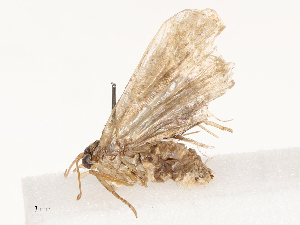  ( - CBG-B04781-C11)  @11 [ ] CreativeCommons - Attribution Share - Alike (2025) CBG Photography Group Centre for Biodiversity Genomics