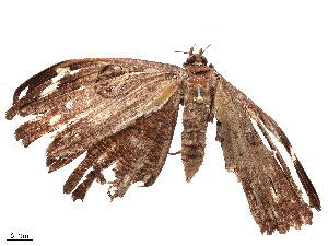  ( - CBG-B04781-D07)  @11 [ ] CreativeCommons - Attribution Share - Alike (2025) CBG Photography Group Centre for Biodiversity Genomics