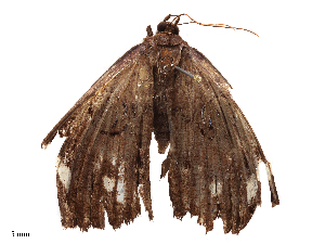  ( - CBG-B04781-D10)  @11 [ ] CreativeCommons - Attribution Share - Alike (2025) CBG Photography Group Centre for Biodiversity Genomics