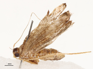  ( - CBG-B04781-E08)  @11 [ ] CreativeCommons - Attribution Share - Alike (2025) CBG Photography Group Centre for Biodiversity Genomics