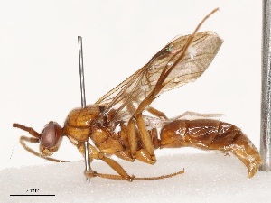  ( - CBG-B04781-F12)  @11 [ ] CreativeCommons - Attribution Share - Alike (2025) CBG Photography Group Centre for Biodiversity Genomics