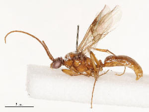  ( - CBG-B04781-G05)  @11 [ ] CreativeCommons - Attribution Share - Alike (2025) CBG Photography Group Centre for Biodiversity Genomics