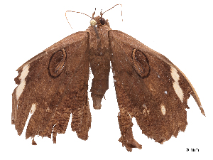  ( - CBG-B04794-H04)  @11 [ ] CreativeCommons - Attribution Share - Alike (2025) CBG Photography Group Centre for Biodiversity Genomics