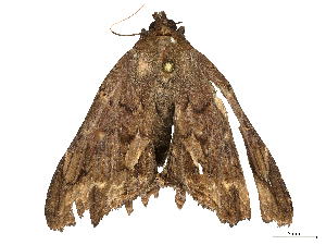  (Lacera procellosa - CBG-B04806-B04)  @11 [ ] CreativeCommons - Attribution Share Alike (2025) CBG Photography Group Centre for Biodiversity Genomics