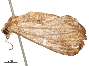  ( - CBG-B04806-C08)  @11 [ ] CreativeCommons - Attribution Share - Alike (2025) CBG Photography Group Centre for Biodiversity Genomics