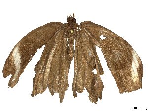  ( - CBG-B04806-E02)  @11 [ ] CreativeCommons - Attribution Share Alike (2025) CBG Photography Group Centre for Biodiversity Genomics