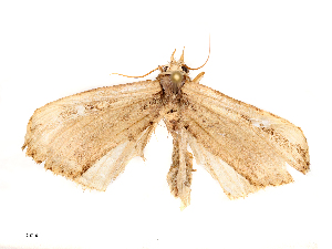  (Sphetta apicalis - CBG-B04806-F03)  @11 [ ] CreativeCommons - Attribution Share - Alike (2025) CBG Photography Group Centre for Biodiversity Genomics