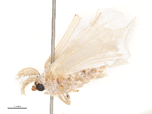  ( - CBG-B04806-G04)  @11 [ ] CreativeCommons - Attribution Share - Alike (2025) CBG Photography Group Centre for Biodiversity Genomics