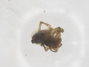  ( - CBG-B04817-F04)  @11 [ ] CreativeCommons - Attribution Share - Alike (2025) Centre for Biodiversity Genomics Centre for Biodiversity Genomics