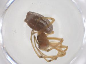  ( - CBG-B04817-G07)  @11 [ ] CreativeCommons - Attribution Share - Alike (2025) Centre for Biodiversity Genomics Centre for Biodiversity Genomics