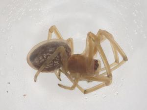  ( - CBG-B04817-G11)  @11 [ ] CreativeCommons - Attribution Share - Alike (2025) Centre for Biodiversity Genomics Centre for Biodiversity Genomics