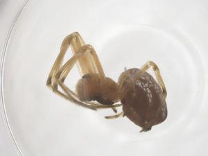  ( - CBG-B04817-H03)  @11 [ ] CreativeCommons - Attribution Share - Alike (2025) Centre for Biodiversity Genomics Centre for Biodiversity Genomics