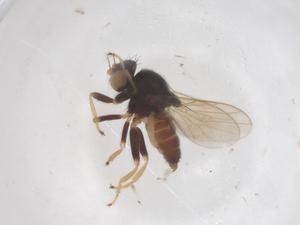  ( - CBG-B04911-C08)  @11 [ ] CreativeCommons - Attribution Share - Alike (2025) Centre for Biodiversity Genomics Centre for Biodiversity Genomics