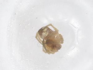  (Leucauge fastigata - CBG-B04912-G08)  @11 [ ] CreativeCommons - Attribution Share - Alike (2025) Centre for Biodiversity Genomics Centre for Biodiversity Genomics