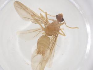  (Paraparatrechina sauteri - CBG-B04976-B03)  @11 [ ] CreativeCommons - Attribution Share - Alike (2025) Centre for Biodiversity Genomics Centre for Biodiversity Genomics