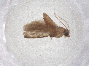  ( - CBG-B04977-A10)  @11 [ ] CreativeCommons - Attribution Share - Alike (2025) CBG Photography Group Centre for Biodiversity Genomics