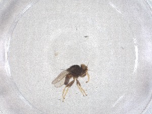  ( - CBG-B04977-B11)  @11 [ ] CreativeCommons - Attribution Share - Alike (2025) CBG Photography Group Centre for Biodiversity Genomics