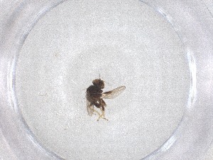  ( - CBG-B04977-C08)  @11 [ ] CreativeCommons - Attribution Share - Alike (2025) CBG Photography Group Centre for Biodiversity Genomics