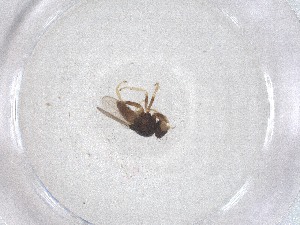  ( - CBG-B04977-D11)  @11 [ ] CreativeCommons - Attribution Share - Alike (2025) CBG Photography Group Centre for Biodiversity Genomics