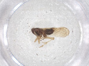  ( - CBG-B04977-G08)  @11 [ ] CreativeCommons - Attribution Share - Alike (2025) CBG Photography Group Centre for Biodiversity Genomics