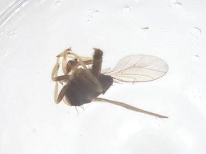  ( - CBG-B04997-G01)  @11 [ ] CreativeCommons - Attribution Share - Alike (2025) Centre for Biodiversity Genomics Centre for Biodiversity Genomics