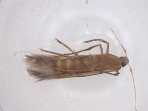  (Cosmopterix attenuatella - CBG-B04998-F10)  @11 [ ] CreativeCommons - Attribution Share - Alike (2025) Centre for Biodiversity Genomics Centre for Biodiversity Genomics