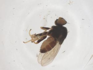  ( - CBG-B04999-A02)  @11 [ ] CreativeCommons - Attribution Share - Alike (2025) Centre for Biodiversity Genomics Centre for Biodiversity Genomics