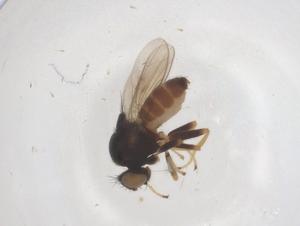  ( - CBG-B04999-E02)  @11 [ ] CreativeCommons - Attribution Share - Alike (2025) Centre for Biodiversity Genomics Centre for Biodiversity Genomics