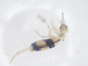  ( - CBG-B05001-E08)  @11 [ ] CreativeCommons - Attribution Share - Alike (2025) Centre for Biodiversity Genomics Centre for Biodiversity Genomics