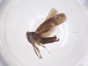  ( - CBG-B23679-H03)  @11 [ ] CreativeCommons - Attribution Share - Alike (2025) Centre for Biodiversity Genomics Centre for Biodiversity Genomics