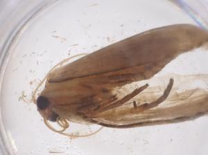  ( - CBG-B23679-H07)  @11 [ ] CreativeCommons - Attribution Share - Alike (2025) Centre for Biodiversity Genomics Centre for Biodiversity Genomics