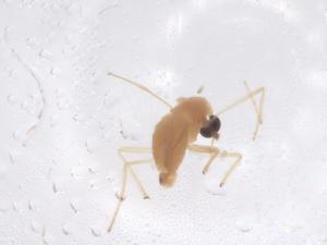  ( - CBG-B23690-C12)  @11 [ ] CreativeCommons - Attribution Share - Alike (2025) Centre for Biodiversity Genomics Centre for Biodiversity Genomics