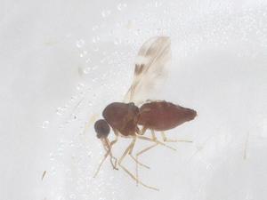  ( - CBG-B23691-C05)  @11 [ ] CreativeCommons - Attribution Share - Alike (2025) Centre for Biodiversity Genomics Centre for Biodiversity Genomics